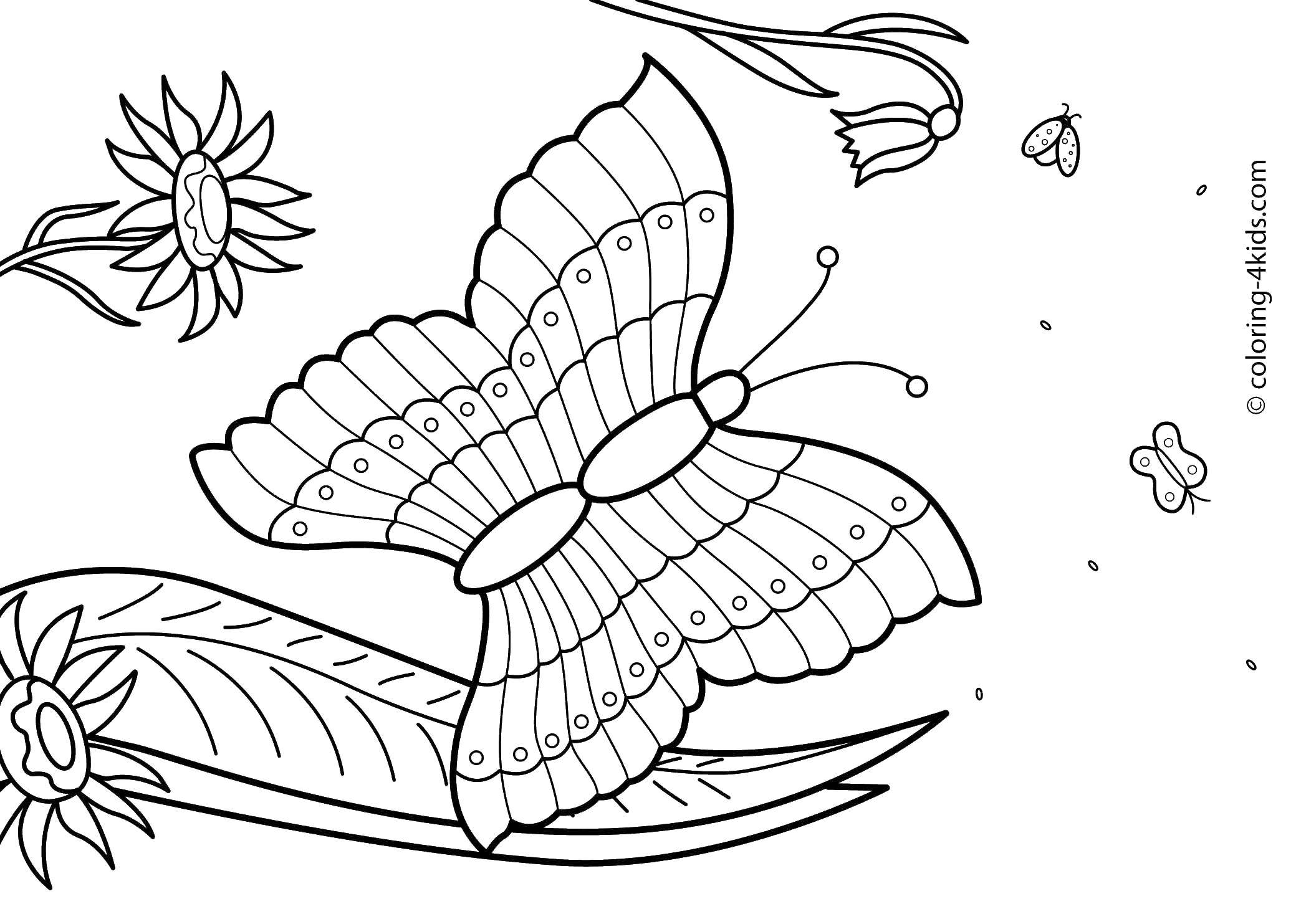 Название: Раскраска Бабочка на листочке. Категория: бабочки. Теги: бабочка, цветы, трава.