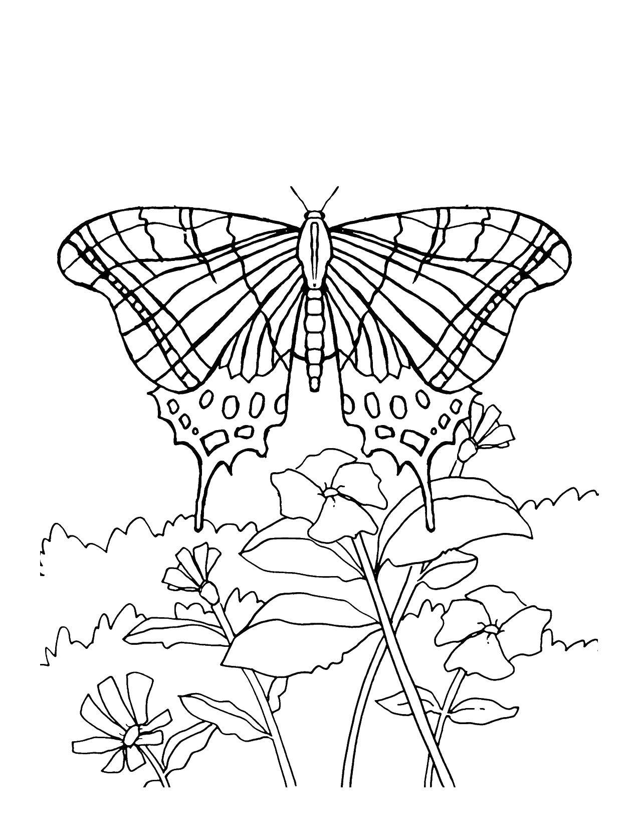 Название: Раскраска Бабочка с красивыми крылышками над цветочками. Категория: Цветы. Теги: цветы, бабочки, бабочка.