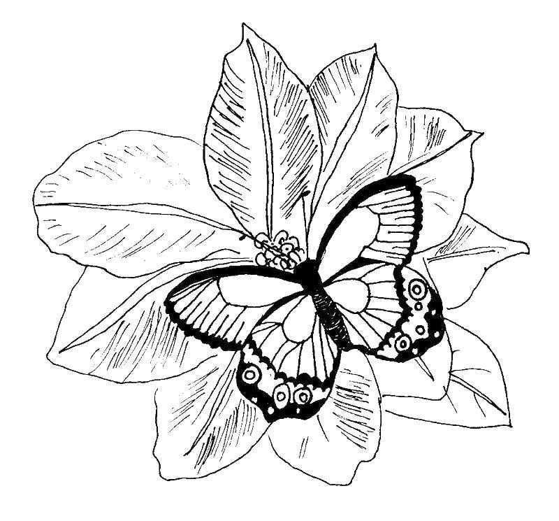 Название: Раскраска Бабочка сидит на цветочке. Категория: Цветы. Теги: цветочек, цветы, бабочка.