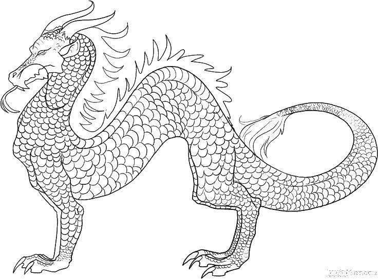 Coloring Dragon scales.. Category Dragons. Tags:  Dragons.