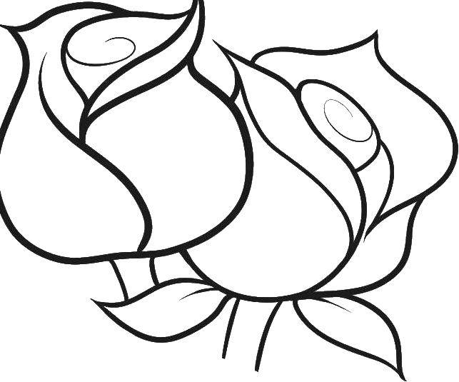 Coloring Two rosebud. Category Flowers. Tags:  flowers, roses, buds.