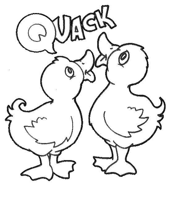 Coloring Two ducks quack. Category animals. Tags:  duck pond.