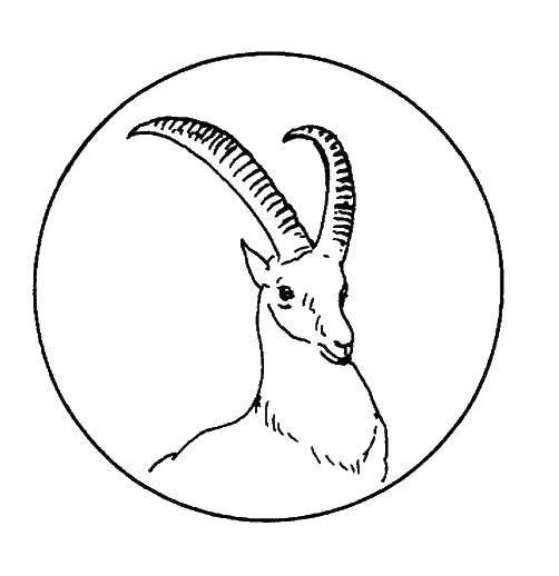 Coloring Goat. Category animals. Tags:  animals, goat.