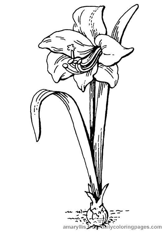 Название: Раскраска Красивая лилия. Категория: Цветы. Теги: Цветы.