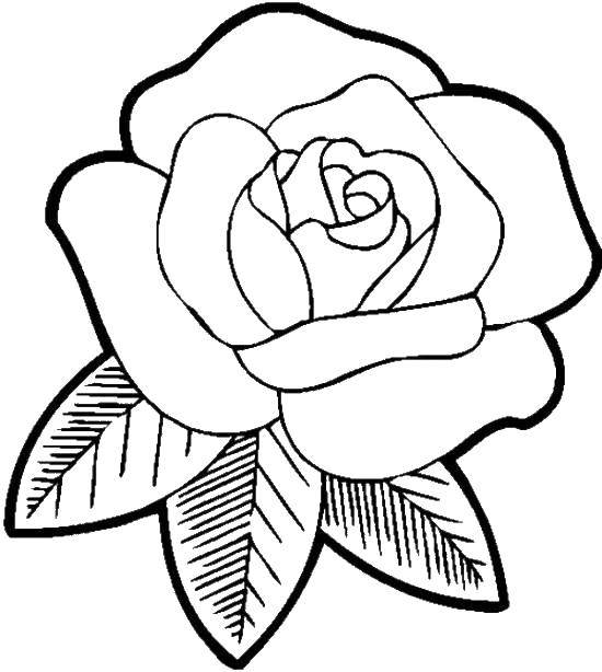 Coloring The petals and rose. Category Flowers. Tags:  Flowers, roses.