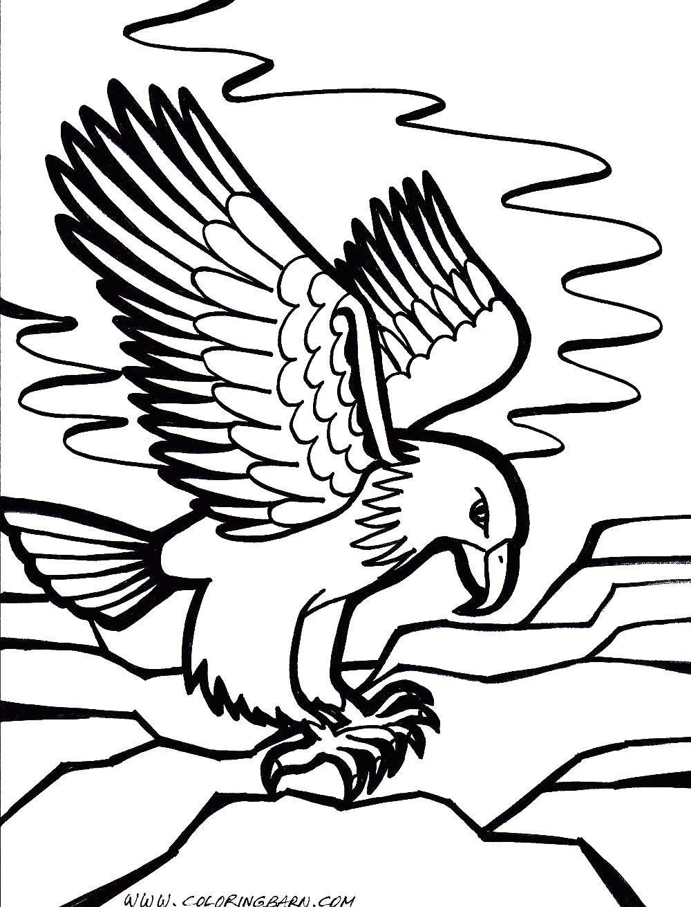 Название: Раскраска Летящий орел. Категория: птицы. Теги: птицы, орлы.