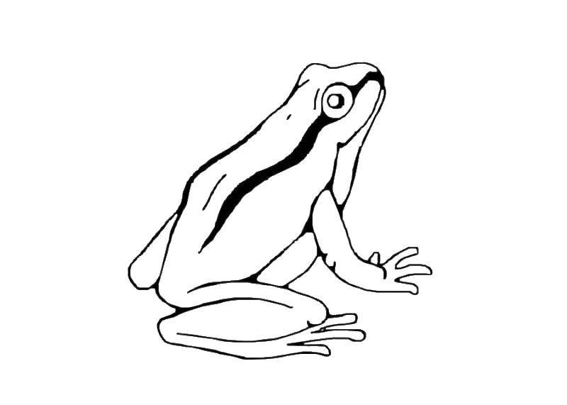 Coloring Frog.. Category Animals. Tags:  animals, frogs.