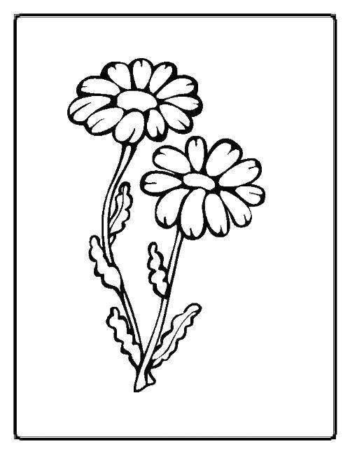 Coloring Daisy. Category Flowers. Tags:  Flowers.