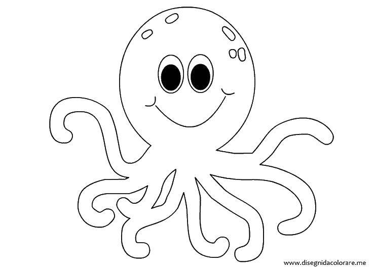 Coloring Octopus. Category sea animals. Tags:  marine life, octopus.