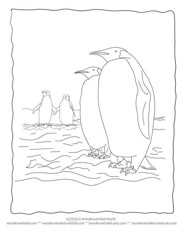Название: Раскраска Пингвины и снег. Категория: пингвин. Теги: животные, пингвины, снег.