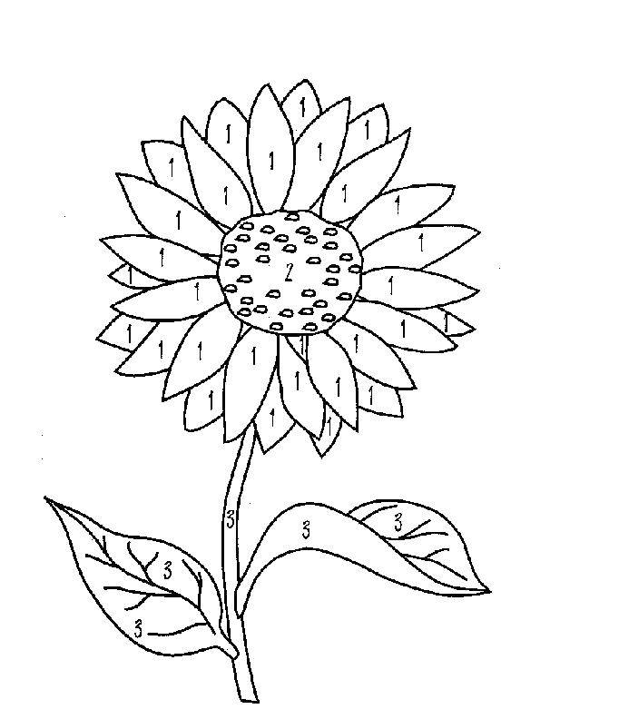 Coloring Sunflower. Category flowers. Tags:  flowers, plant, sunflower.