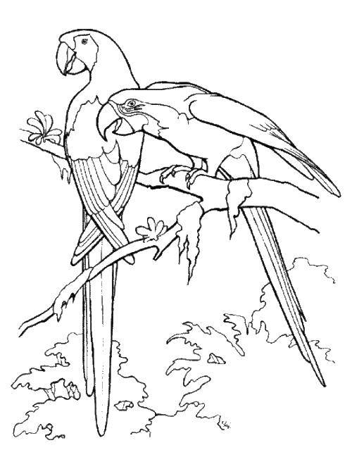 Coloring Parrots on a branch. Category birds. Tags:  birds, parrots.