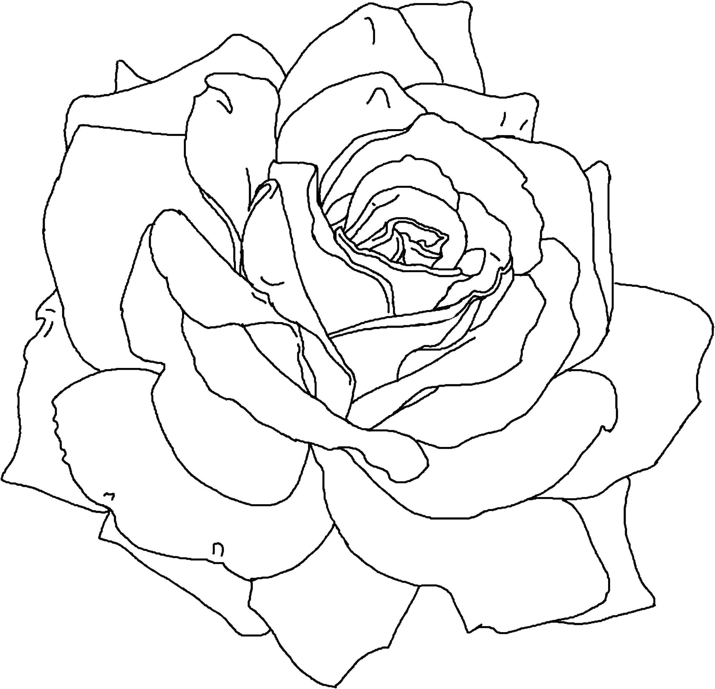 Название: Раскраска Пышная роза.. Категория: Цветы. Теги: Цветы, розы.