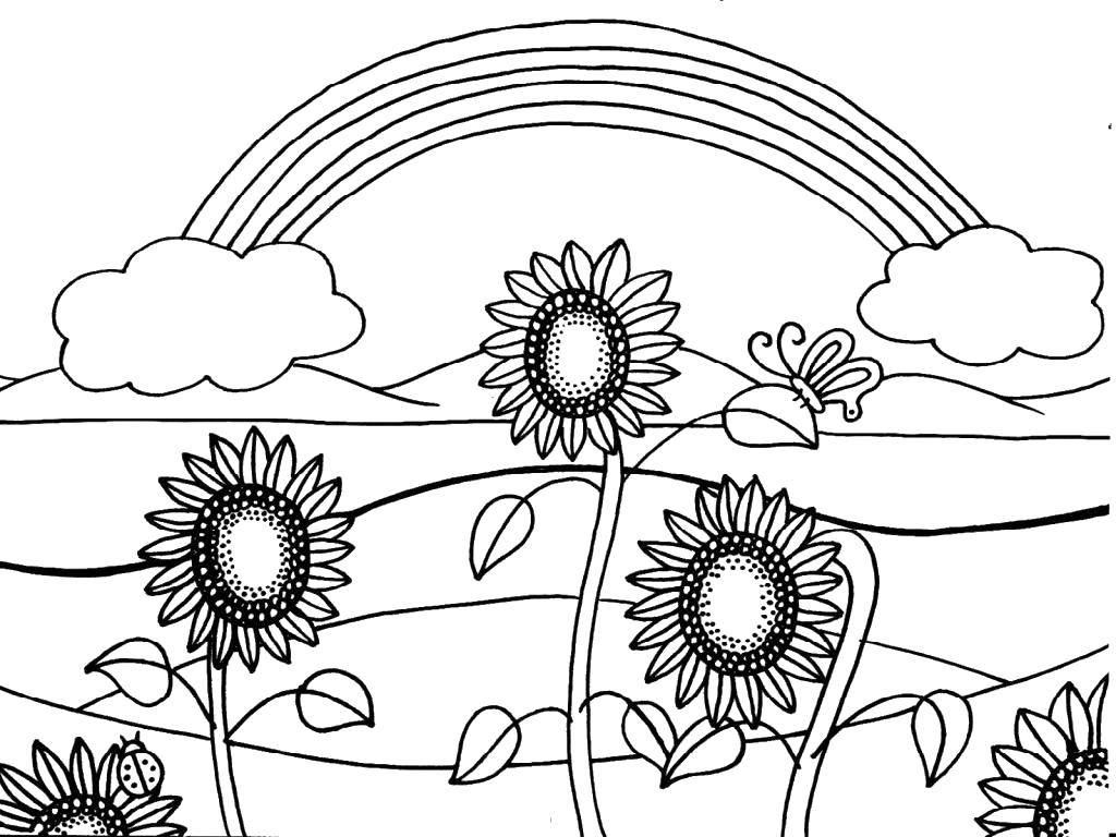Название: Раскраска Радуга над подсолнухами. Категория: цветы. Теги: Цветы, подсолнух.