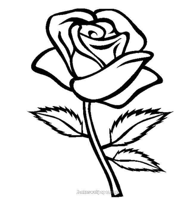 Coloring Growing rose. Category Flowers. Tags:  Flowers.