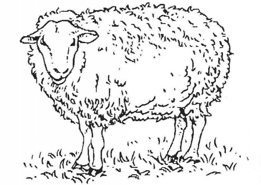 Название: Раскраска Рисунок овцы. Категория: домашние животные. Теги: овца.