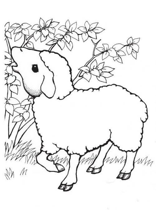 Название: Раскраска Рисунок овцы. Категория: домашние животные. Теги: овцы.