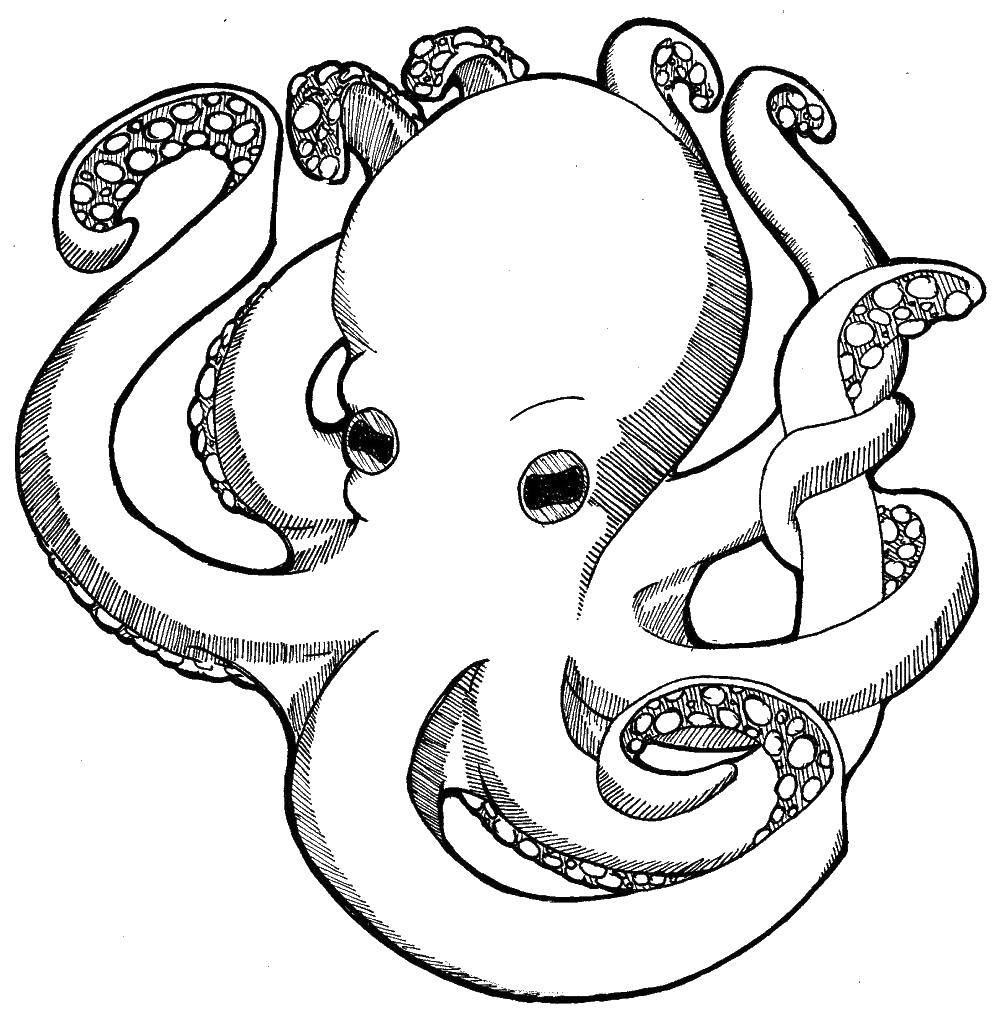 Coloring The octopus tentacles. Category sea animals. Tags:  marine animals, water, sea, octopus.