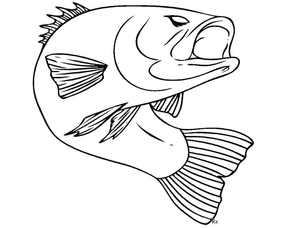 Название: Раскраска Сом. Категория: Рыбы. Теги: Сом, рыба.