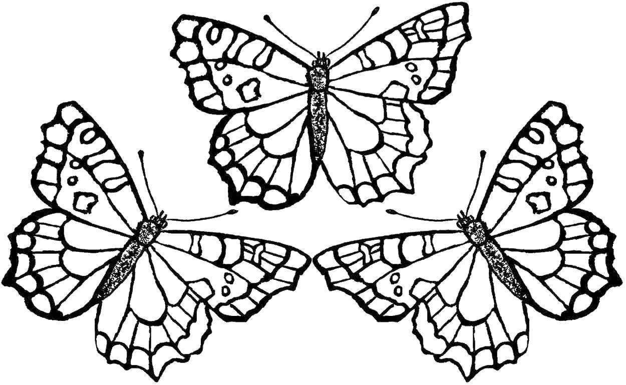 Название: Раскраска Три замечательные бабочки. Категория: бабочки. Теги: Бабочка.