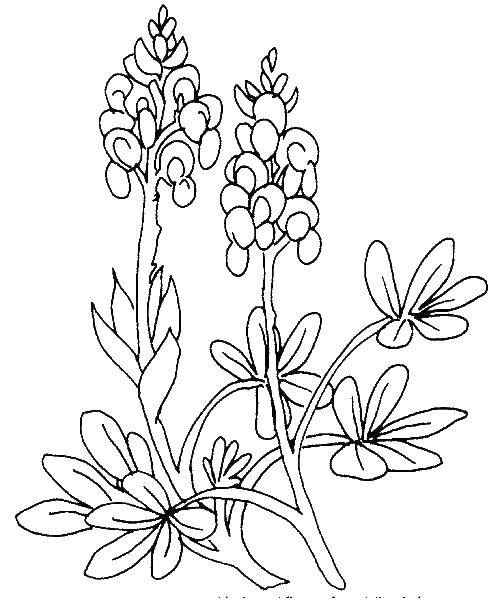 Coloring Flower valiska. Category Flowers. Tags:  flower Waleska, flowers.