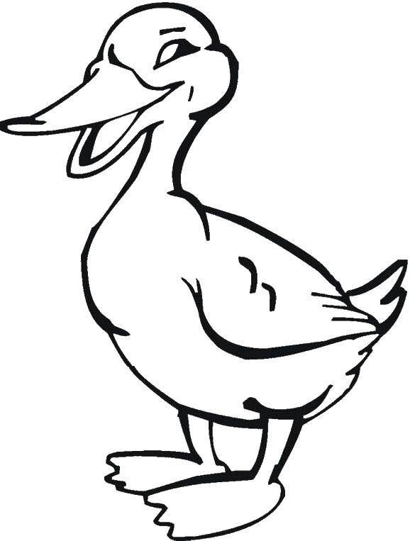 Coloring Duck farm. Category animals. Tags:  Duck, bird.