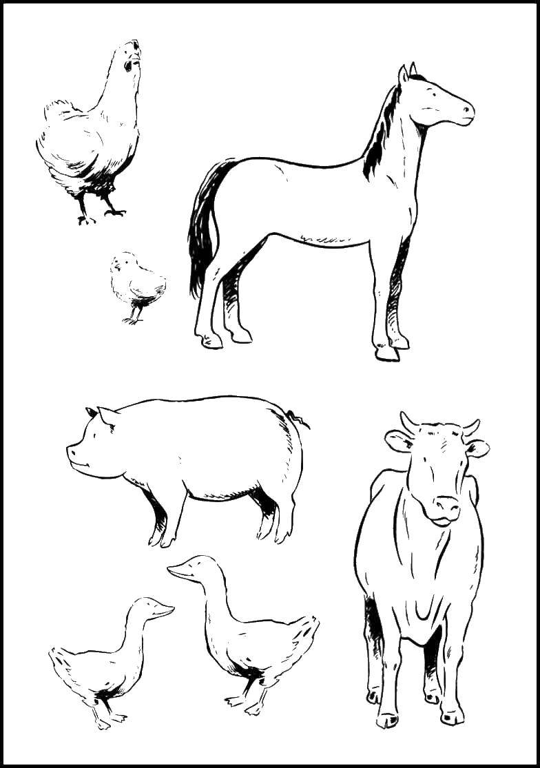 Название: Раскраска Животные с фермы. Категория: животные. Теги: животные, ферма.