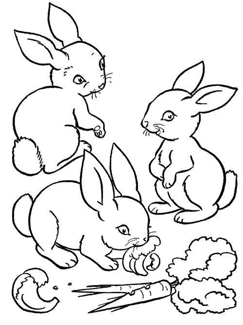 Розмальовки  Кролики їдять моркву. Завантажити розмальовку тварини, кролі, зайці, моркву.  Роздрукувати ,Тварини,