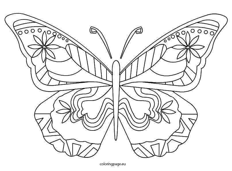 Coloring Butterfly with painted wings. Category Butterfly. Tags:  insects, butterfly, wings.