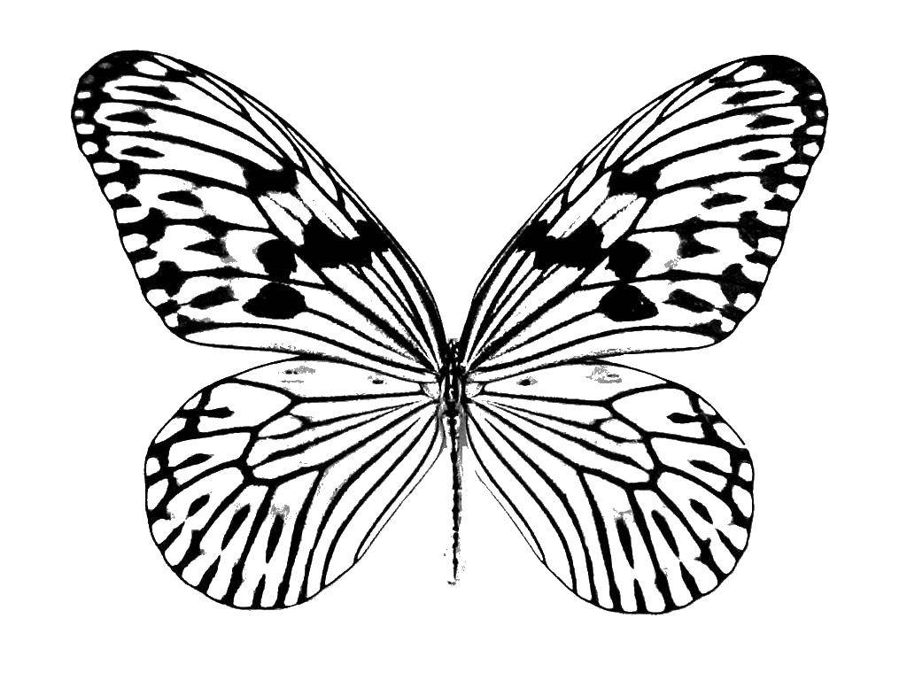 Название: Раскраска Бабочка. Категория: Бабочка. Теги: насекомые, бабочки, крылышки.