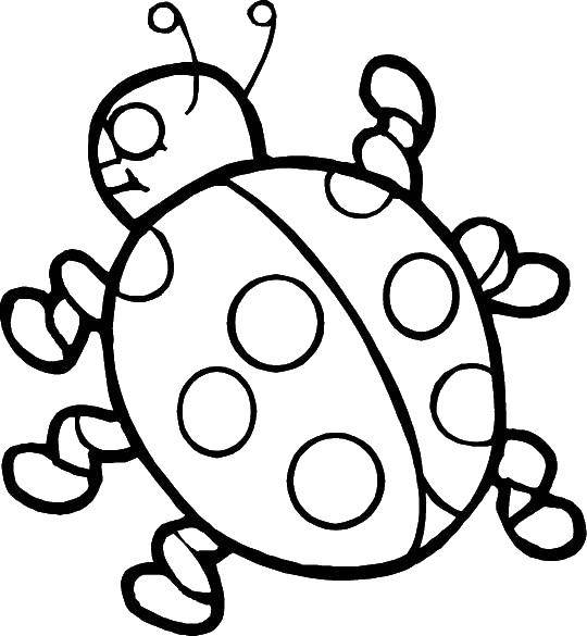 Coloring Ladybug. Category Insects. Tags:  insect, ladybug.