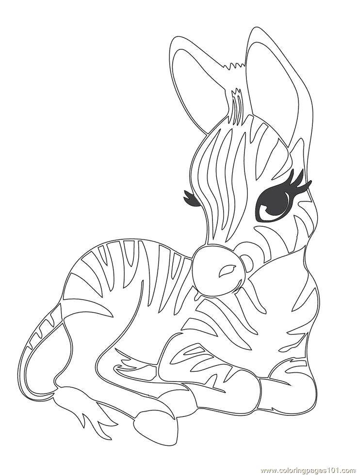 Coloring A Zebra baby. Category animals cubs . Tags:  Animals, horse.