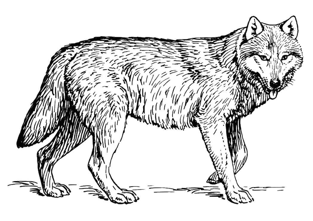 Название: Раскраска Дикий зверь волк. Категория: дикие животные. Теги: волк, животные.