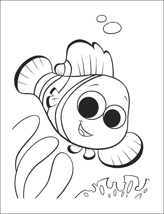 Coloring Freddy the fish. Category Fish. Tags:  fish, Freddy, eyes, fin.