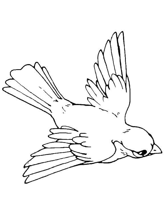 Конспект ООД по рисованию «Летят перелетные птицы» с детьми 6–7 лет