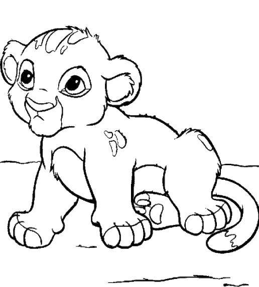 Coloring Lion cub Simba. Category animals cubs . Tags:  Simba, Nala, the lion King.