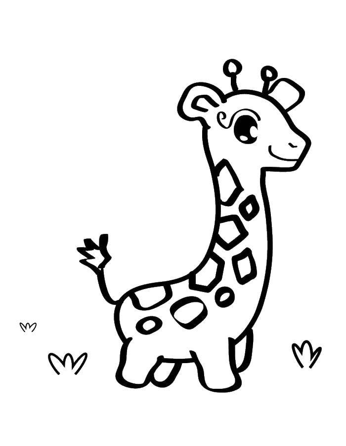 Название: Раскраска Маленький милый жираф. Категория: детеныши животных. Теги: жирафы, животные, жирафик.