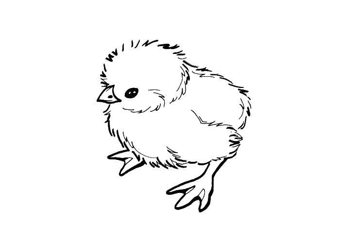 Coloring Little chick. Category animals cubs . Tags:  poultry, Chicks, chick.