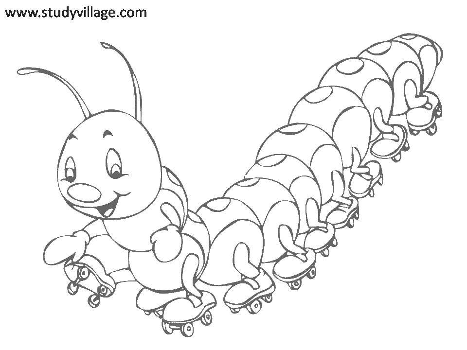 Coloring Centipede on roller skates. Category Insects. Tags:  millipede antennae, rollers.