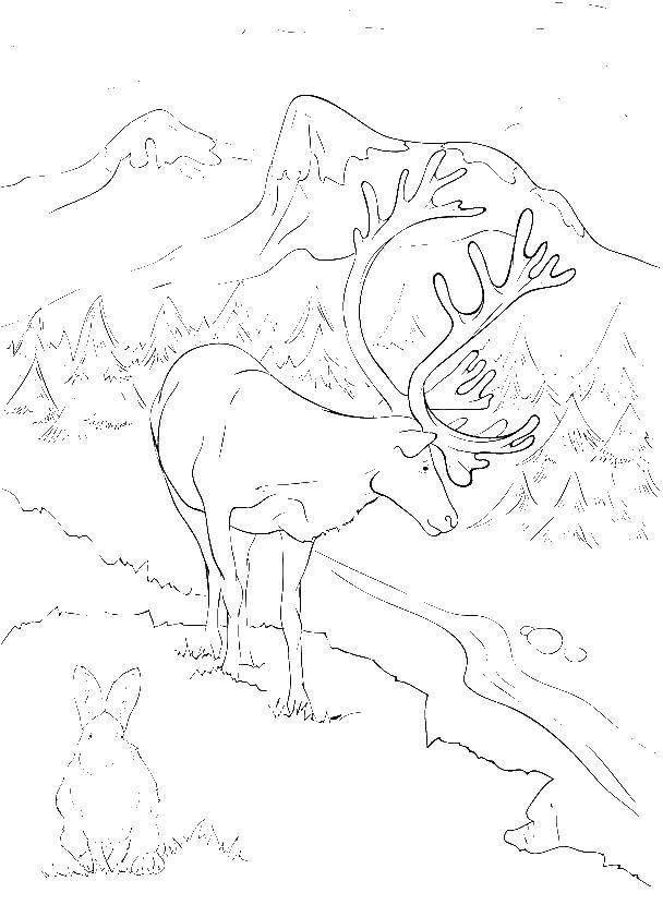 Название: Раскраска Олень в горах. Категория: Животные. Теги: олень, животные.