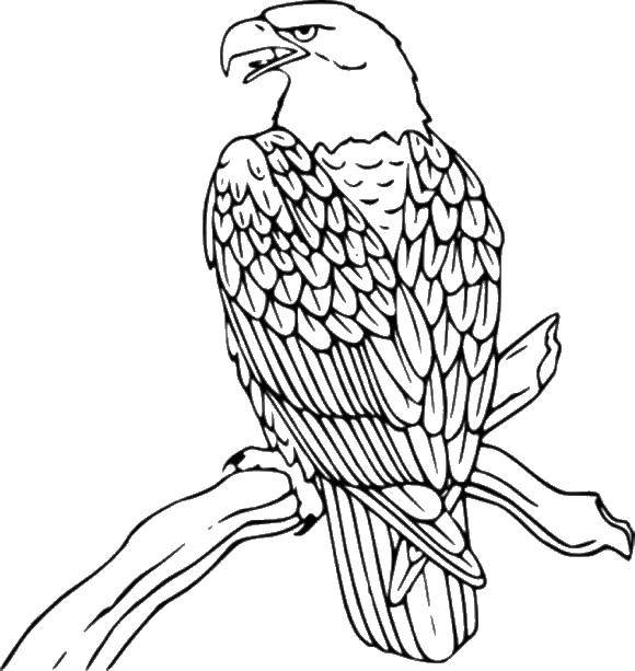 Название: Раскраска Орел на дереве. Категория: Птицы. Теги: Орел, птица.