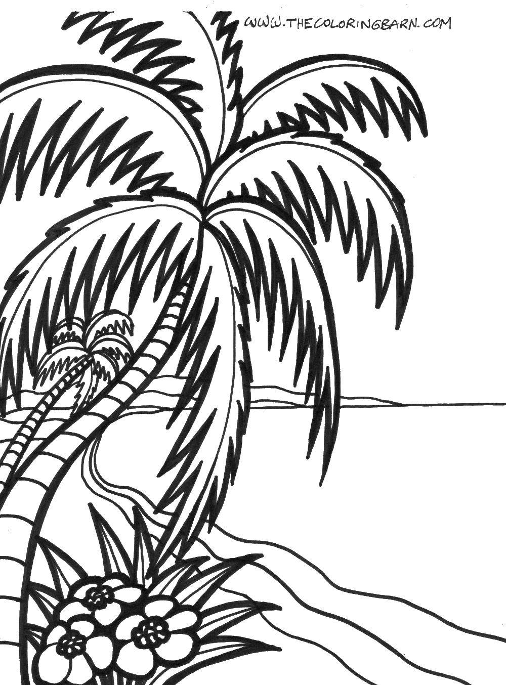 Coloring Palm trees and beach. Category Summer beach. Tags:  palm trees, sea, beach, flowers.
