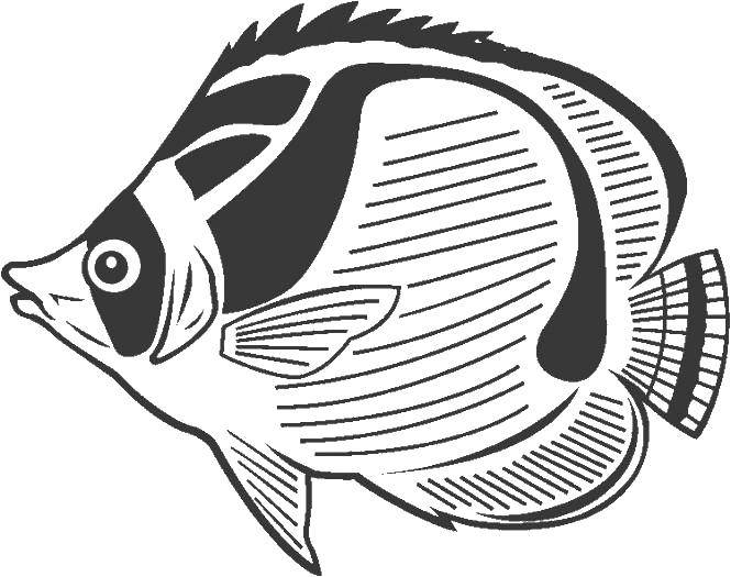 Название: Раскраска Полосатая рыбка.. Категория: Рыбы. Теги: рыбки, рыбы, полоски.