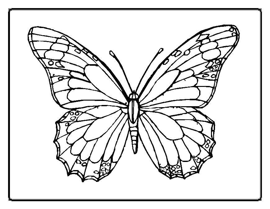 Coloring An adorable little butterfly. Category Insects. Tags:  insects, butterfly.
