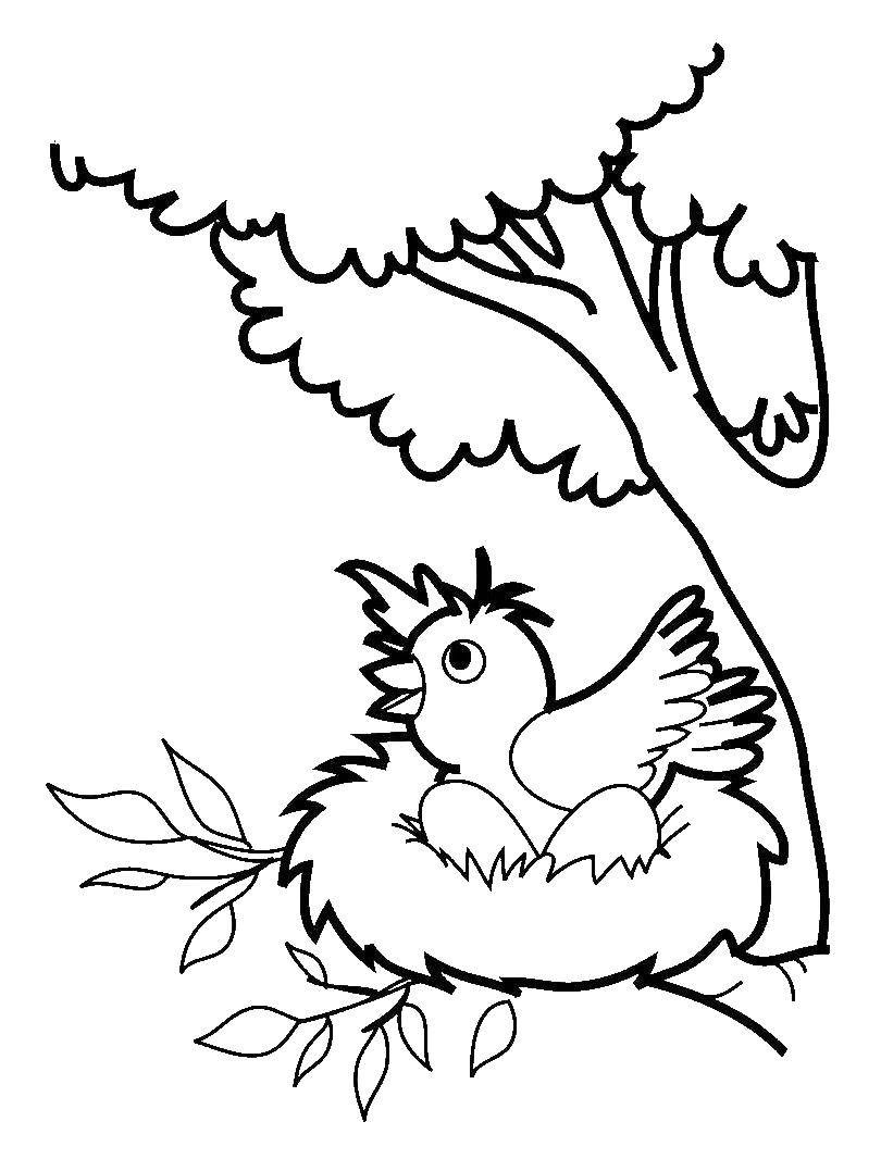 Название: Раскраска Птица высижывает яйца на дереве. Категория: Птицы. Теги: яйца, птица.