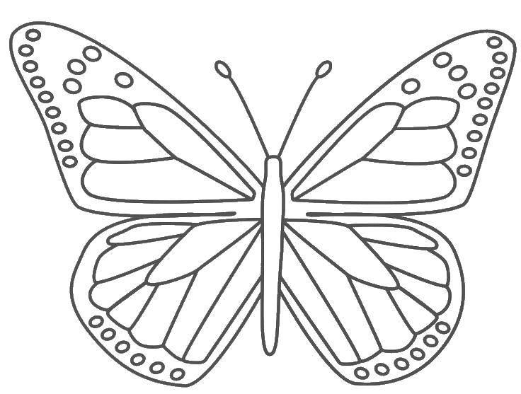 Название: Раскраска Раскрась красивую бабочку.. Категория: Бабочка. Теги: Бабочка.