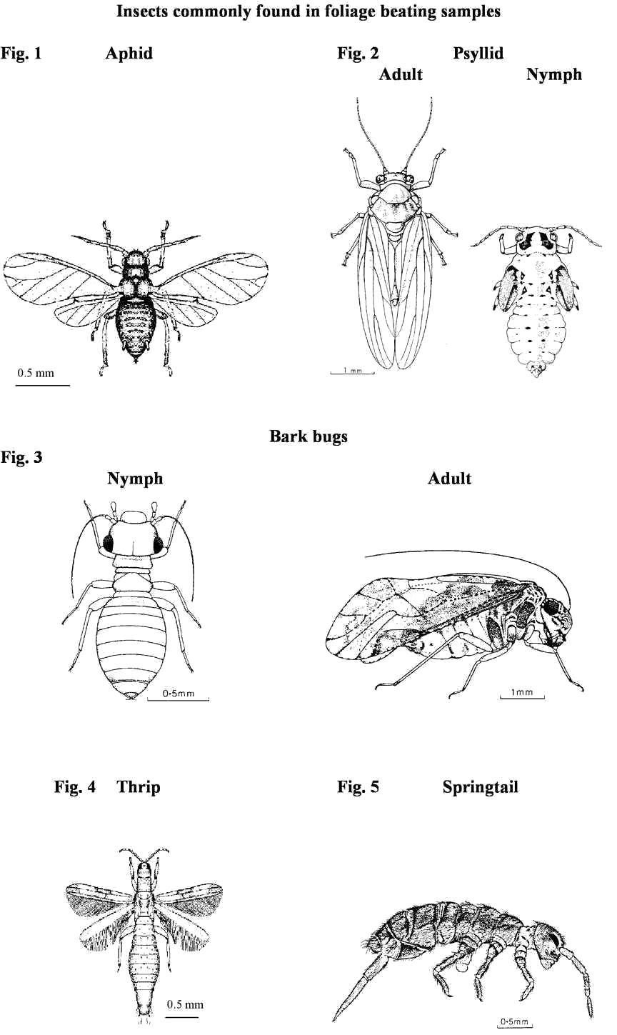 Coloring Different kinds of insects. Category Insects. Tags:  insects, flies, wings.