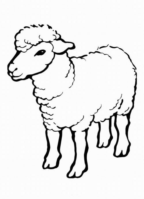 Название: Раскраска Рисунок овечки. Категория: домашние животные. Теги: овцы.