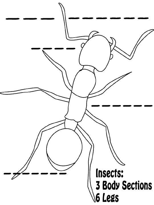 Coloring The structure of the ant. Category Insects. Tags:  Ant.