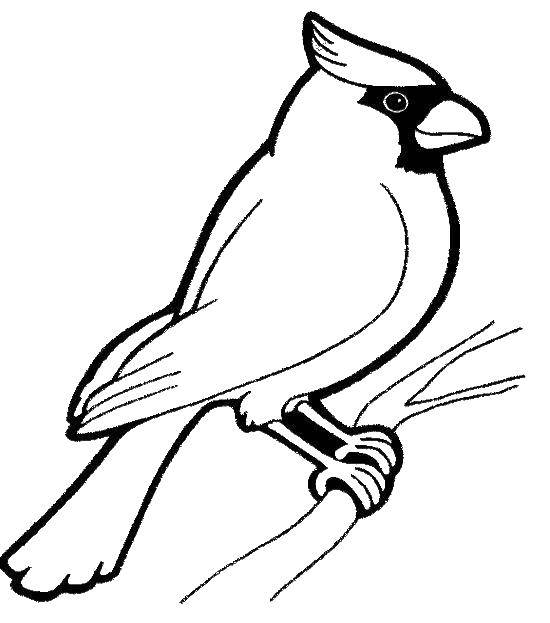 Coloring The Waxwing. Category Birds. Tags:  Waxwings, birds.